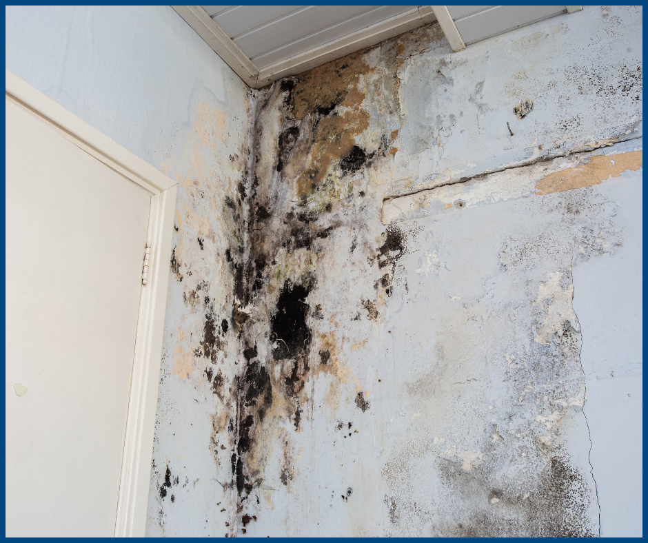 Environmental hazards: Mold