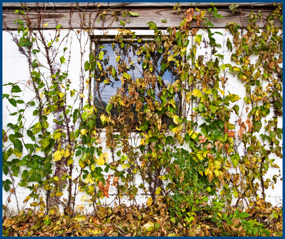 Overgrown Plants- House vines