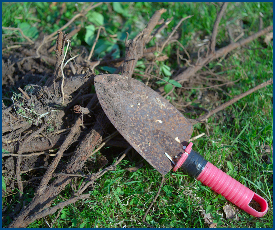 Overgrown Plants- Removal of plants