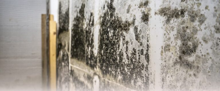 Hidden Dangers: Where Mold Can Hide Inside Your Home