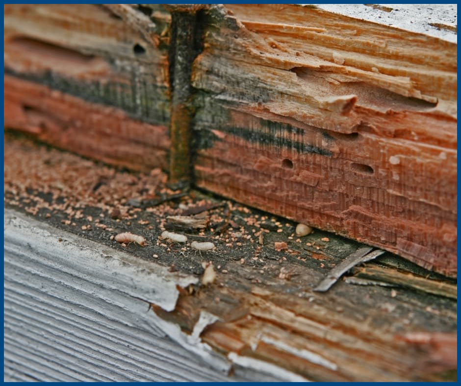 Termites Walking