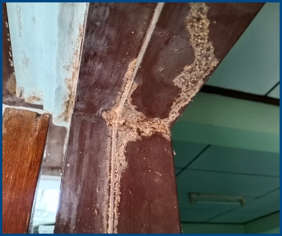 Termites Damage